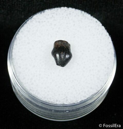 Nicely Preserved Thescelosaurus Tooth #2848